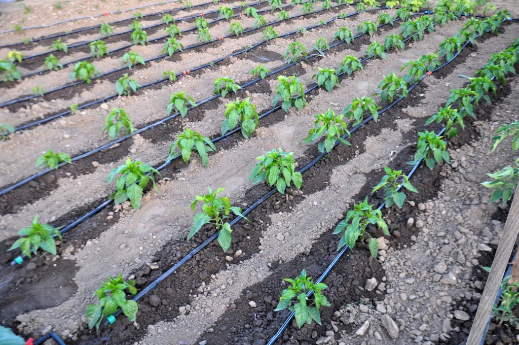 Drip Irrigation