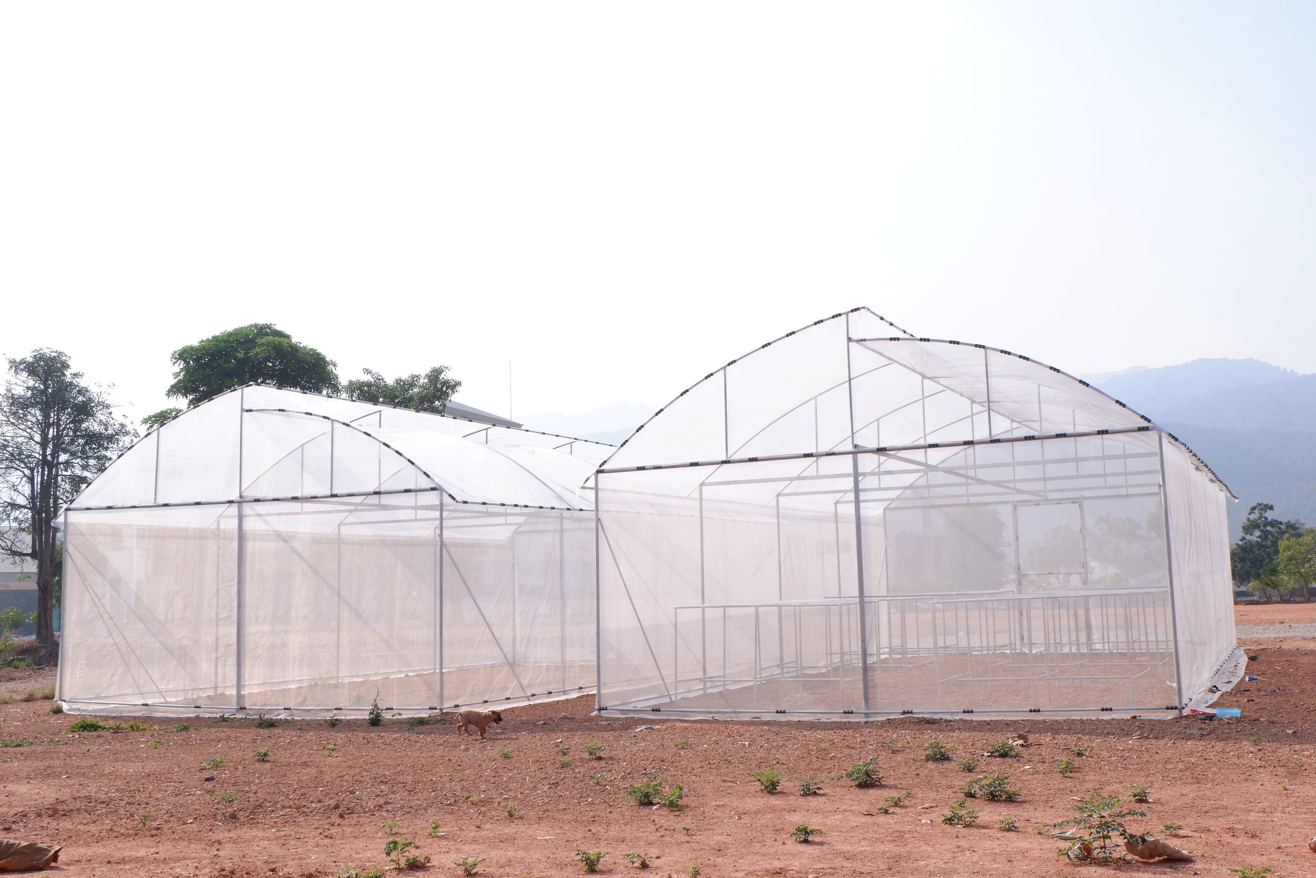advantages of greenhouse farming in kenya