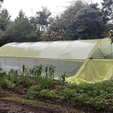 Greenhouse farming and construction in kenya
