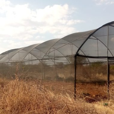 shade nets in Kenya