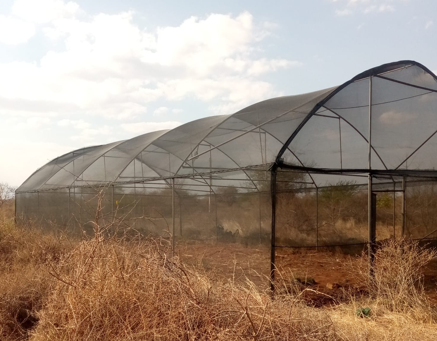 shade nets in Kenya